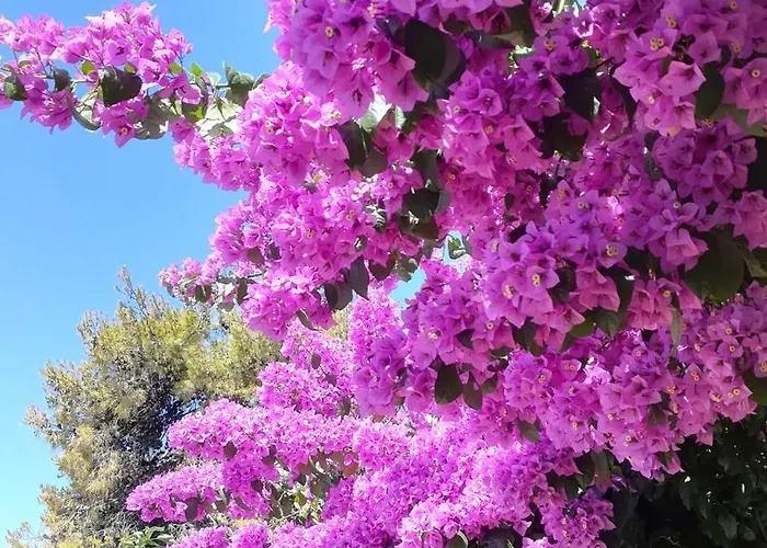 Villa Aurelia Vodice *