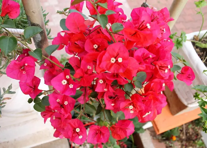 Apartments Aurelia דירה וודיצה